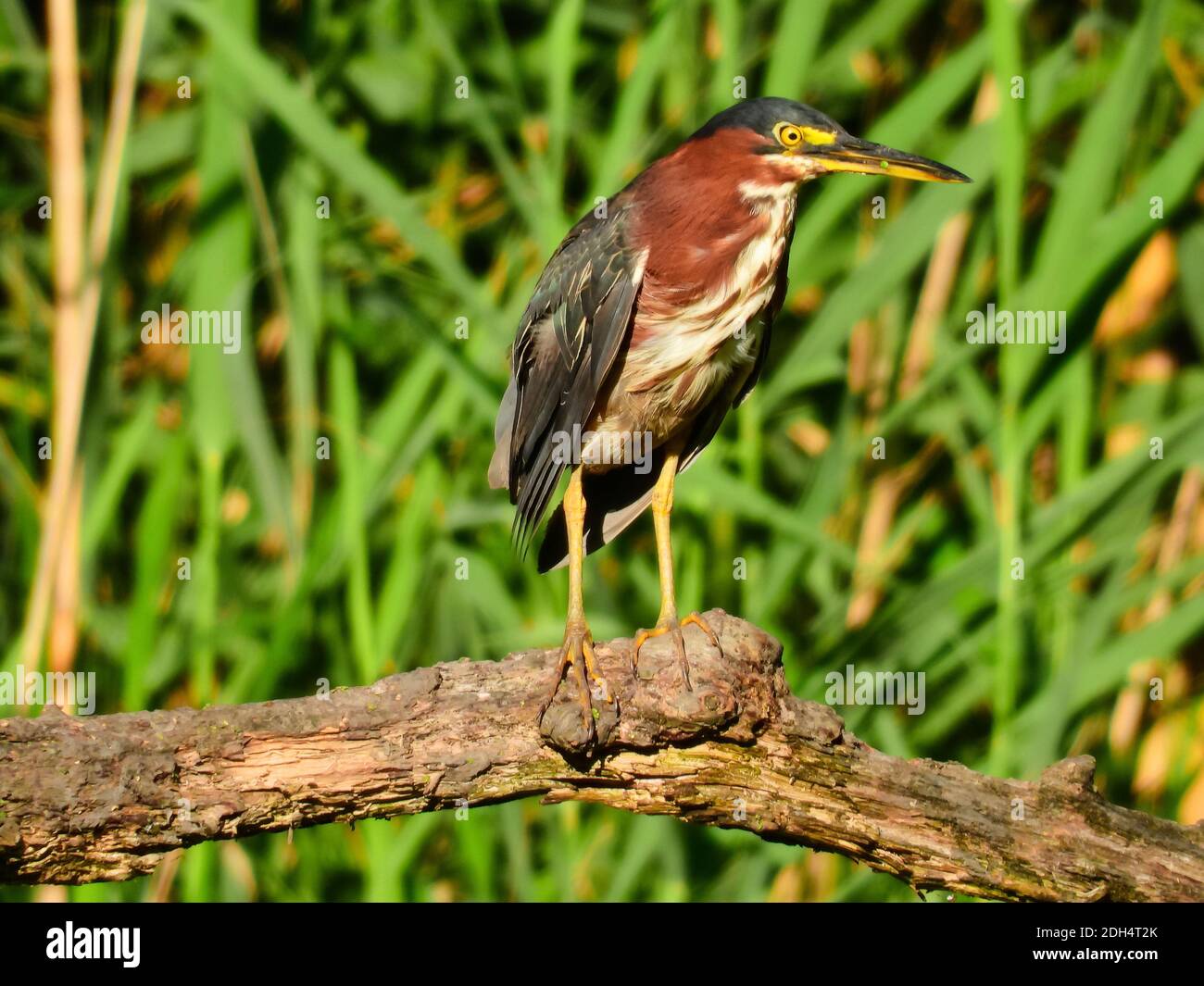 Grüner Reiher Vogel thront auf Broken Tree Log in Front Von Cattails mit Algen Blüte auf Schnabel Stockfoto