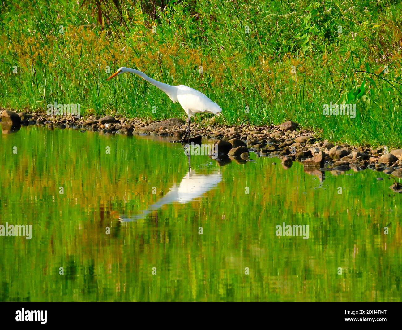 Großer Weißer Reiher Vogel steht in flachem Wasser mit Hals Ausgestreckt mit voller Reflexion im Wasser zusammen mit grünem Laub Von Shoreline Stockfoto