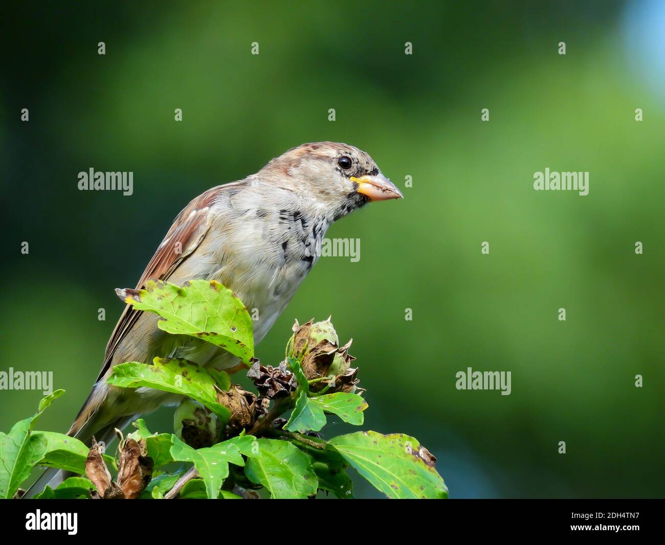 Männlicher Haussparrow Vogel thront mit Blumenblüten zu Füßen Und grüner Baum im Hintergrund verschwommen Stockfoto