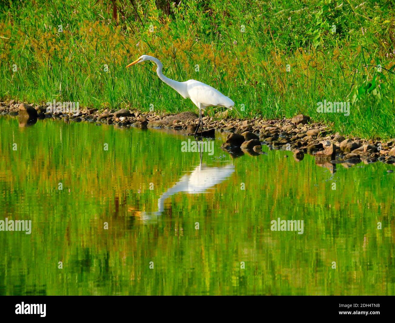 Großer Weißer Reiher Vogel steht in flachem Wasser mit Hals Ausgestreckt mit voller Reflexion im Wasser zusammen mit grünem Laub Von Shoreline Stockfoto