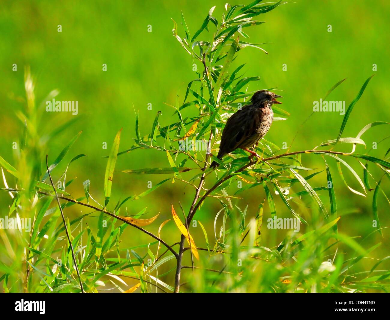 Ein junges Lied Sparrow Vogel singen mit Schnabel Öffnen und Zunge zeigt, während auf einem Sommer Green Plant Einweichen gehockt In der Sonne und in der Molt Stockfoto