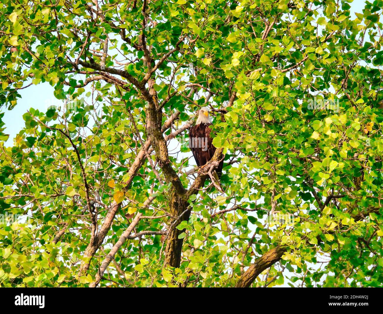 Weißkopfseeadler Greifvogel Raptor hoch im Baum An einem Sommertag versteckt sich in den grünen Blättern als Ein Raubvogel auf der Jagd nach Beute Stockfoto