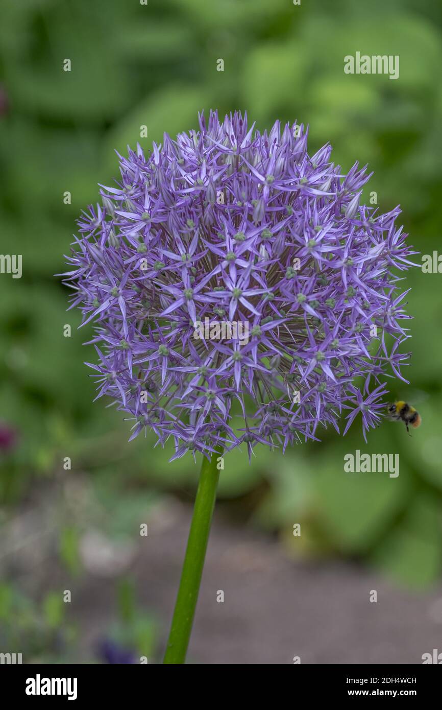 Zierpflanzen Knoblauch (Allium sp.) Stockfoto