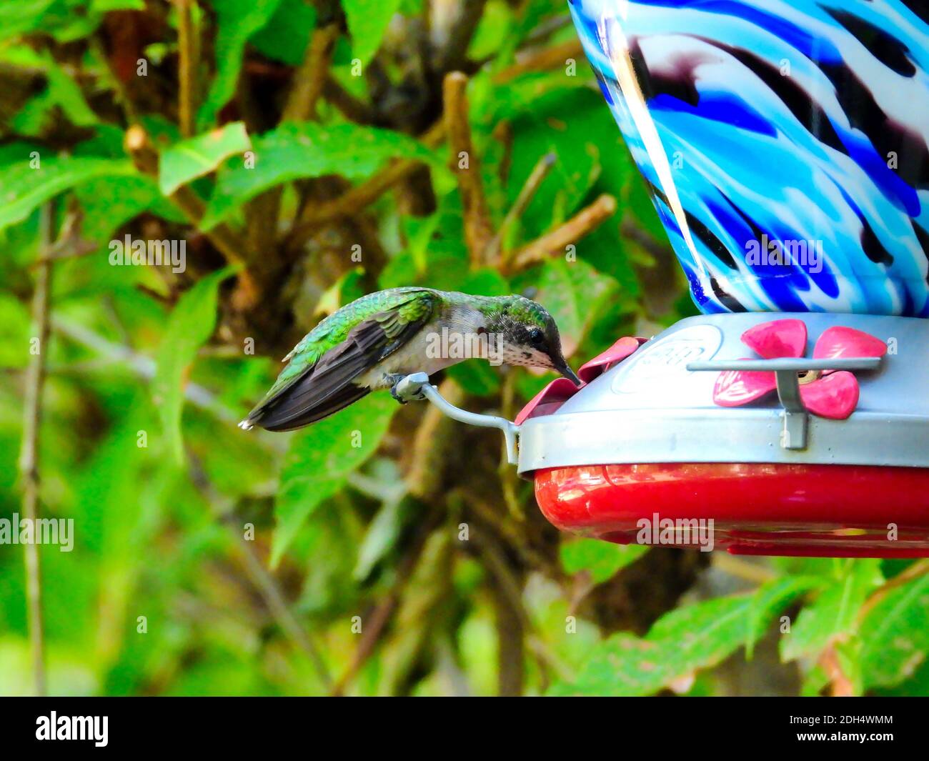 Hummingbird auf Futterhäuschen: Rubinkehliger Kolibri thront und trinkt Nektar aus einem Kolibri-Futterhäuschen, das an einem Sommertag in einem Garten liegt Stockfoto