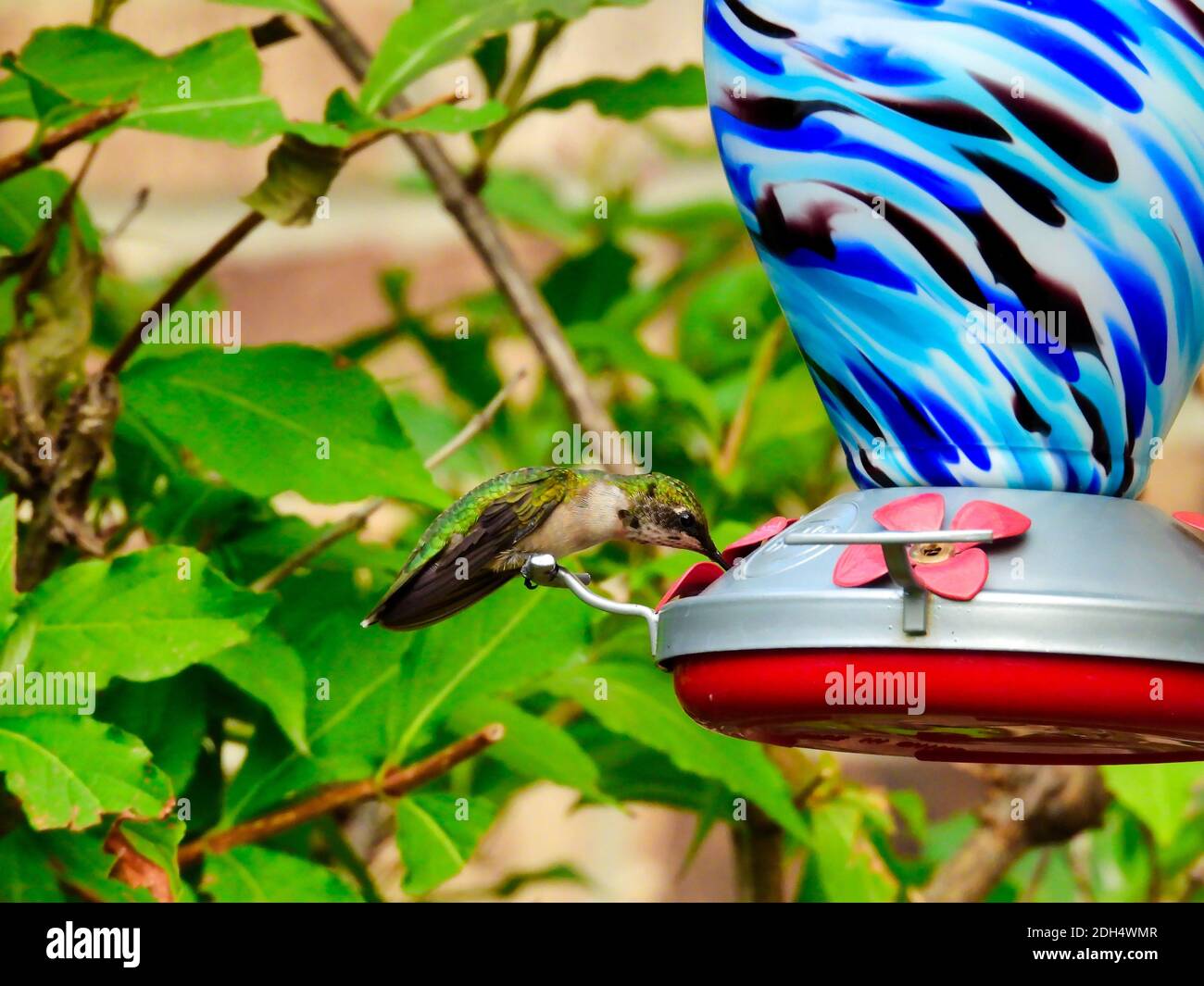 Rubinkehliger Kolibri, der auf einem Nektar-Vogelfutterhaus thront, das seine zeigt Neue rote Federn an der Kehle für einen jungen Vogel Stockfoto