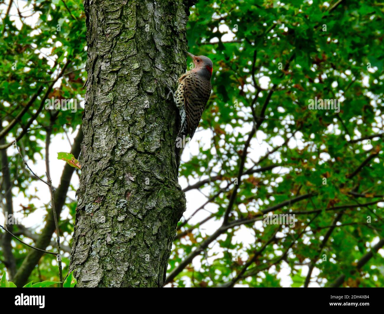 Northern Flicker Woodpecker Bird skaliert die Seite des A Baumstamm mit einem Wald aus grünen Blättern im Hintergrund Stockfoto