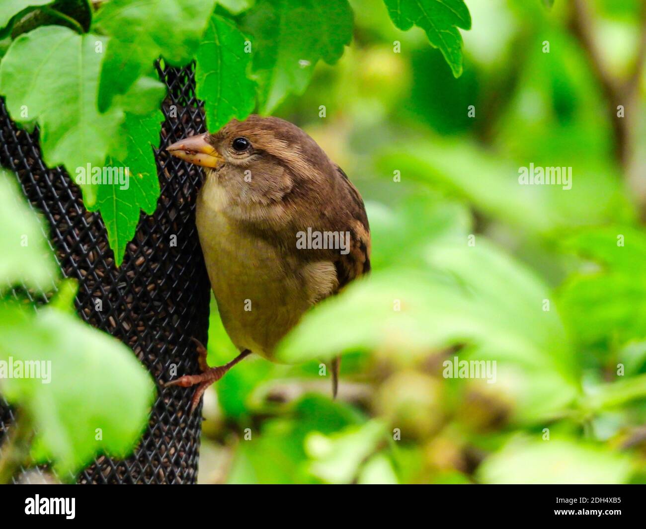 Vogel auf einem Futterhäuschen: Weiblicher Haussperling frisst Nyjer-Samen von einem Futterhäuschen, das in einem Baum hängt, der von grünen Blättern umgeben ist Stockfoto