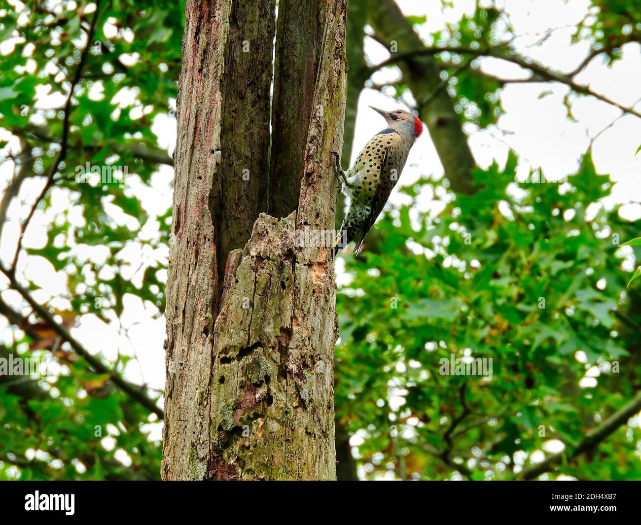 Northern Flicker Woodpecker Bird Hände auf Seite von Hole-ridden Dead Baumstamm mit grünem Wald im Hintergrund Stockfoto