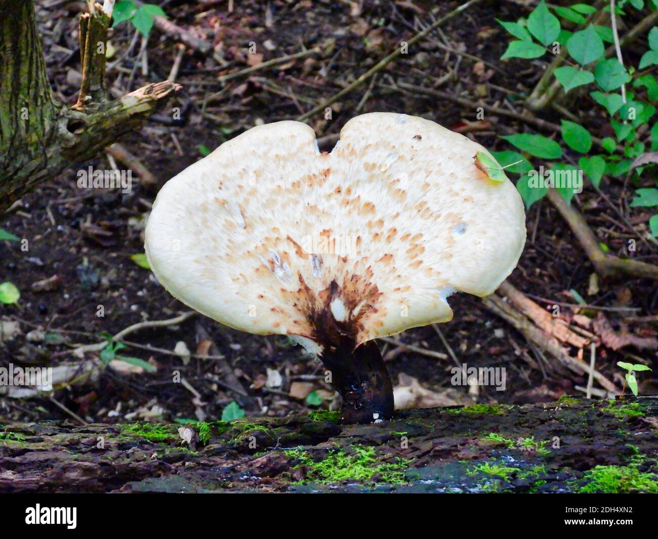 Pilz im Wald Ein großer weißer Pilz Pilze wächst aus einem gebrochenen