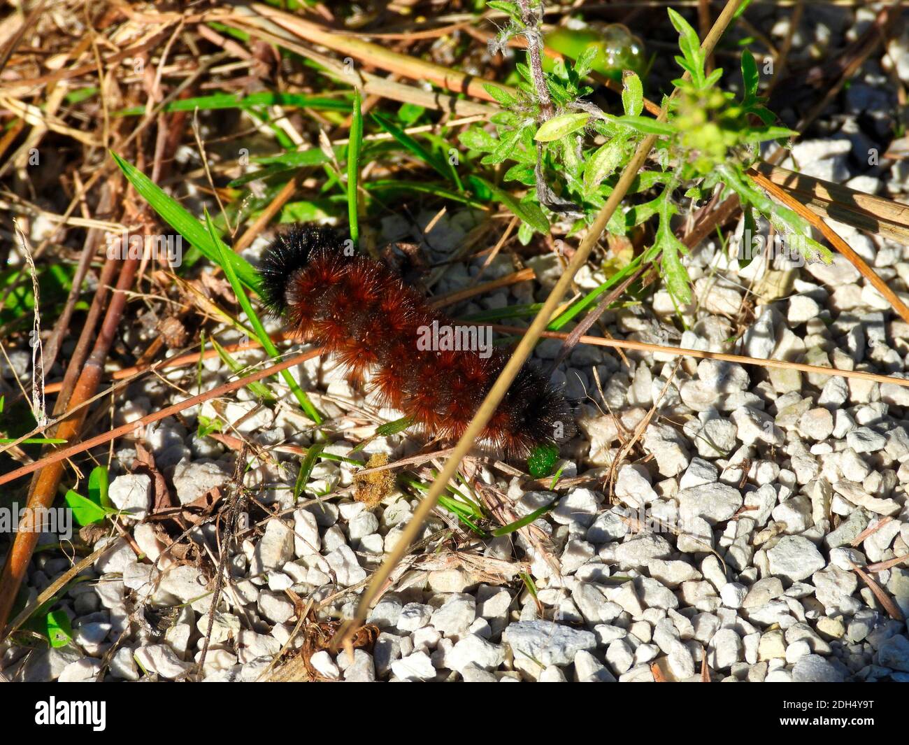 Woolly Bear Caterpillar geht über Crushed Gravel Path in die Gras an einem sonnigen Sommertag zeigt sowohl braun als auch Black Furry Fuzz in einem Closeup Mac Stockfoto