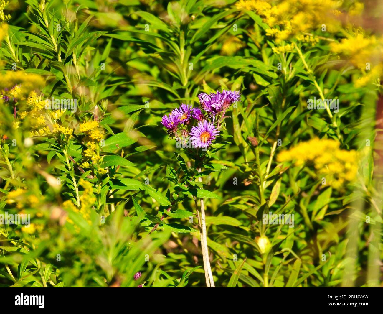 Purple New England Aster Wildflower sticht unter einer Prärie hervor Feld der Golden Rod Pflanzen im Sommer Sonnenlicht Stockfoto