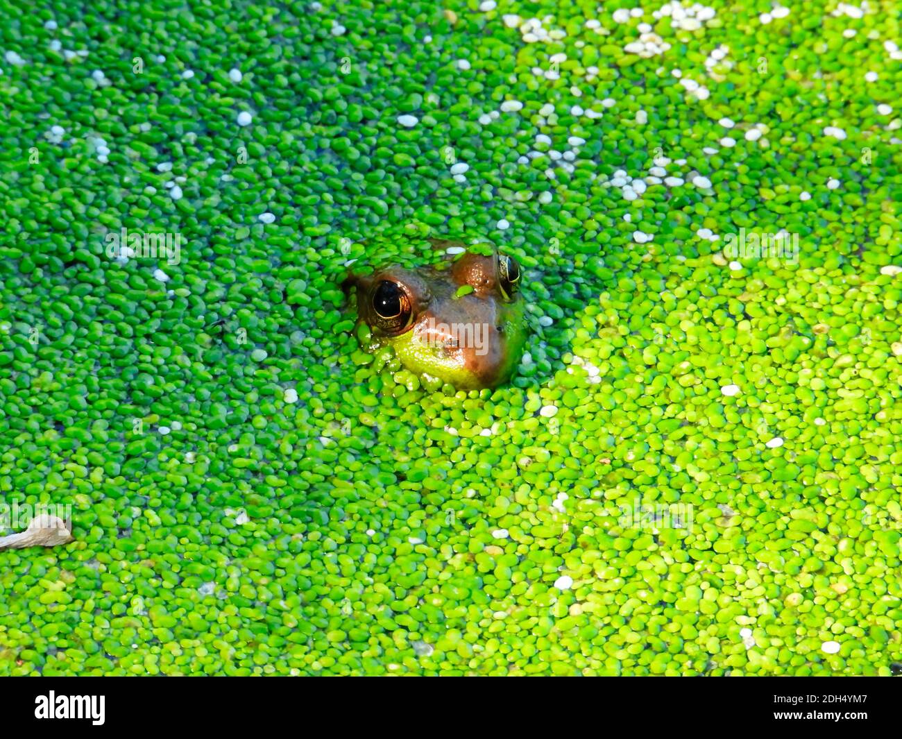 Frosch im Teich: Ein Bullfrog, der in einem Teich versunken ist, mit einer leuchtend grünen Wasserblüte, die die Oberfläche bedeckt, nur der Teilkopf des Bullfrogs und die Augen sind sichtbar Stockfoto