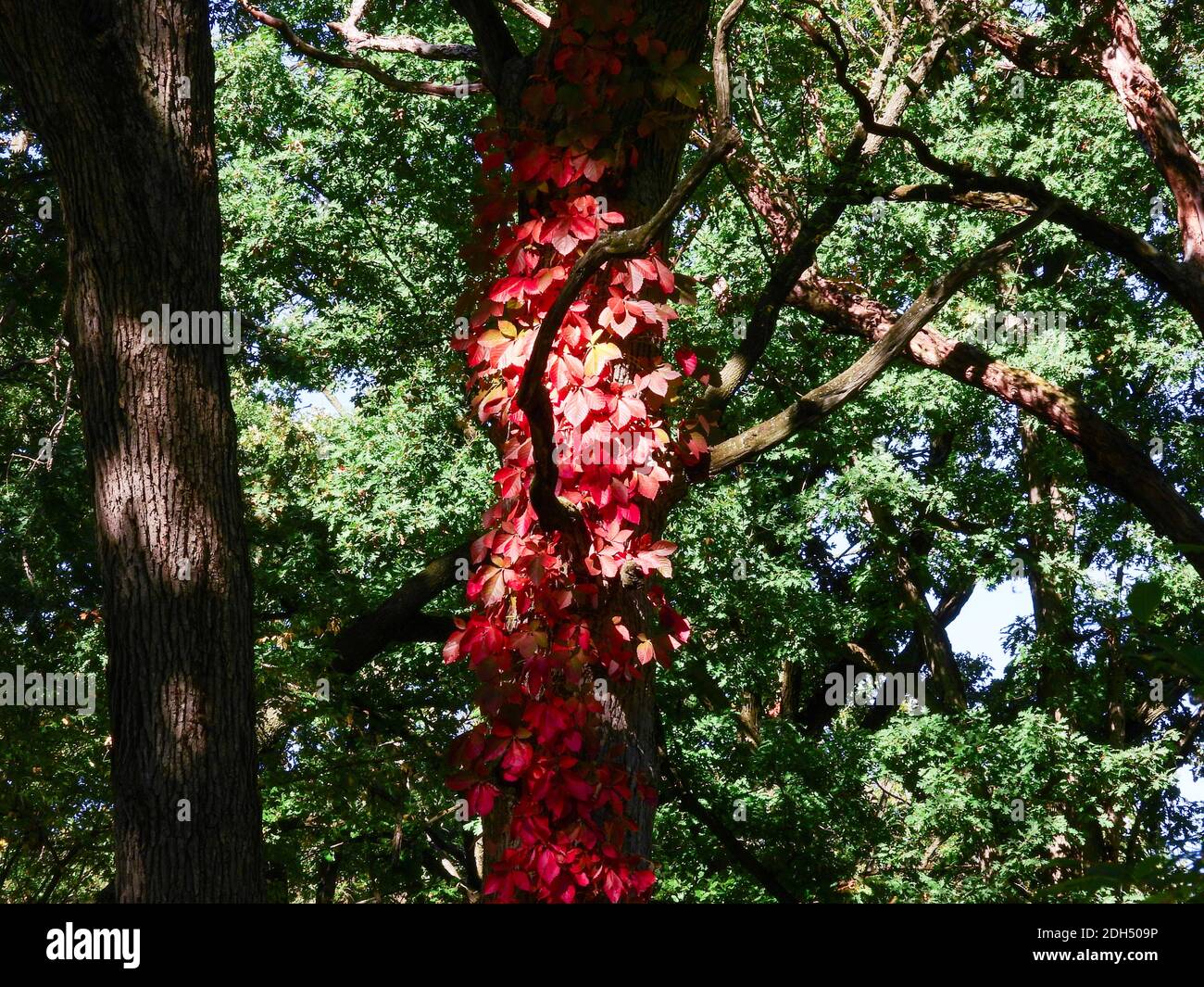 Leuchtend rot Herbst Efeu Blätter auf der Seite des Baumes Kofferraum mit einem Hauch von Sonnenlicht Stockfoto