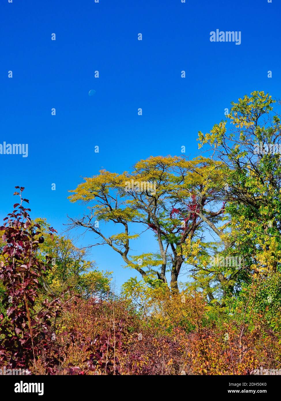 Frühe Herbst Bäume zeigen Herbstblätter Farben von gelb und Rot an einem sonnigen Tag mit einem blauen Himmel und Der Mond sichtbar in der Tageslichtlandschaft szenische vie Stockfoto