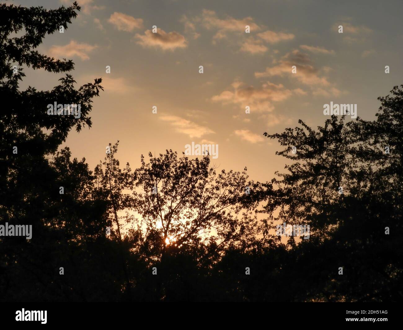 Leuchtender Sonnenuntergang mit flauschigen Wolken in Gelb, Orange und Blau Himmel mit Silhouetten von Bäumen im Vordergrund Stockfoto