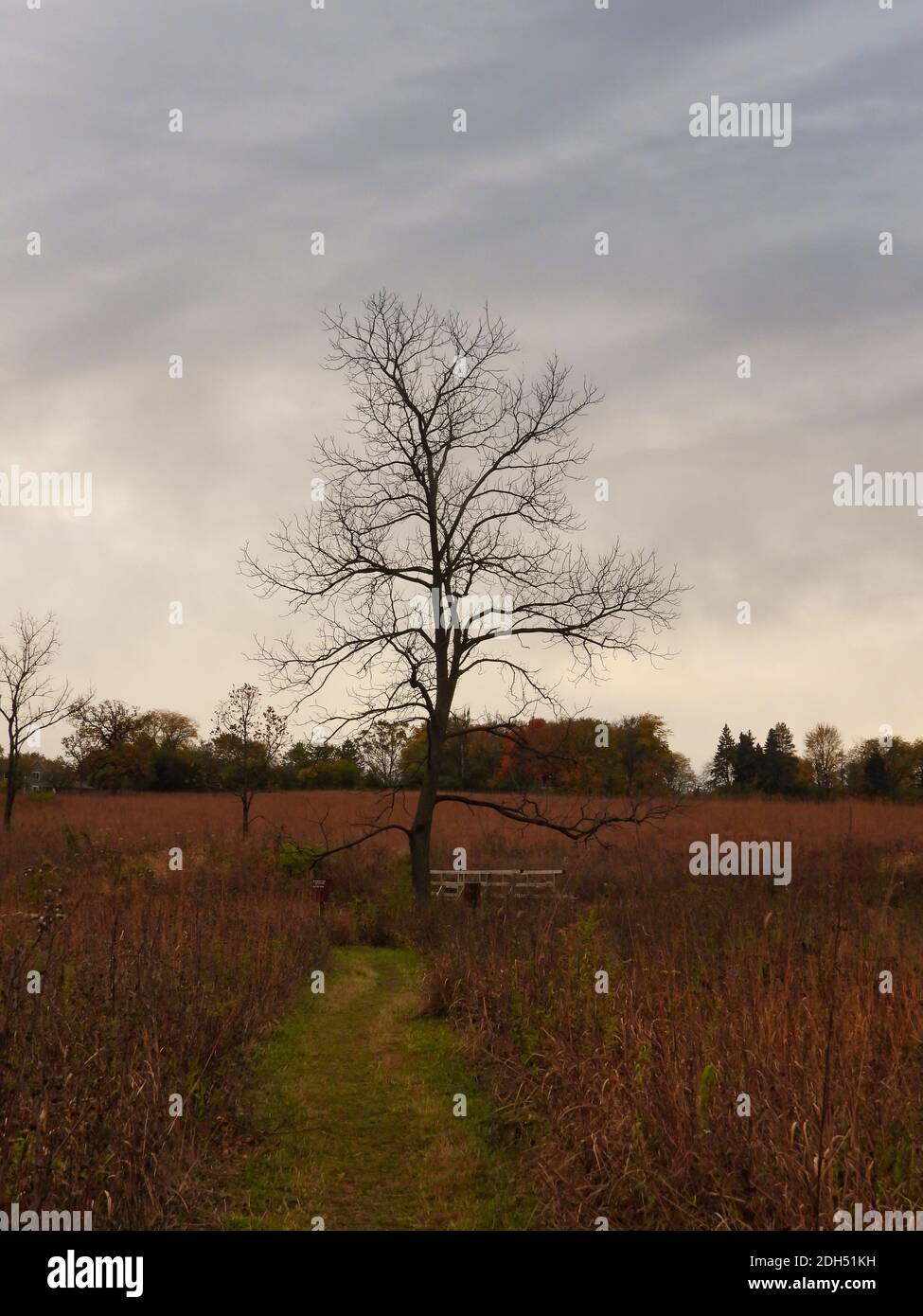 Baum im Feld: Spätherbst auf der Prärie mit einem nackten Baum gegen einen stürmischen Himmel auf einer Prärie mit braun-orange Vegetation umgeben und Linie Stockfoto