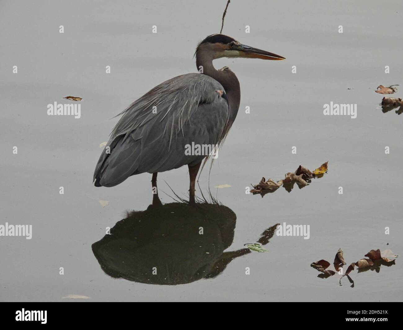 Great Blue Heron Bird steht am Tag der Bewölkten im See mit Wasser bedeckt die meisten seiner Beine, Reflexion im Wasser und Herbstblätter schwimmenden in der Nähe Stockfoto