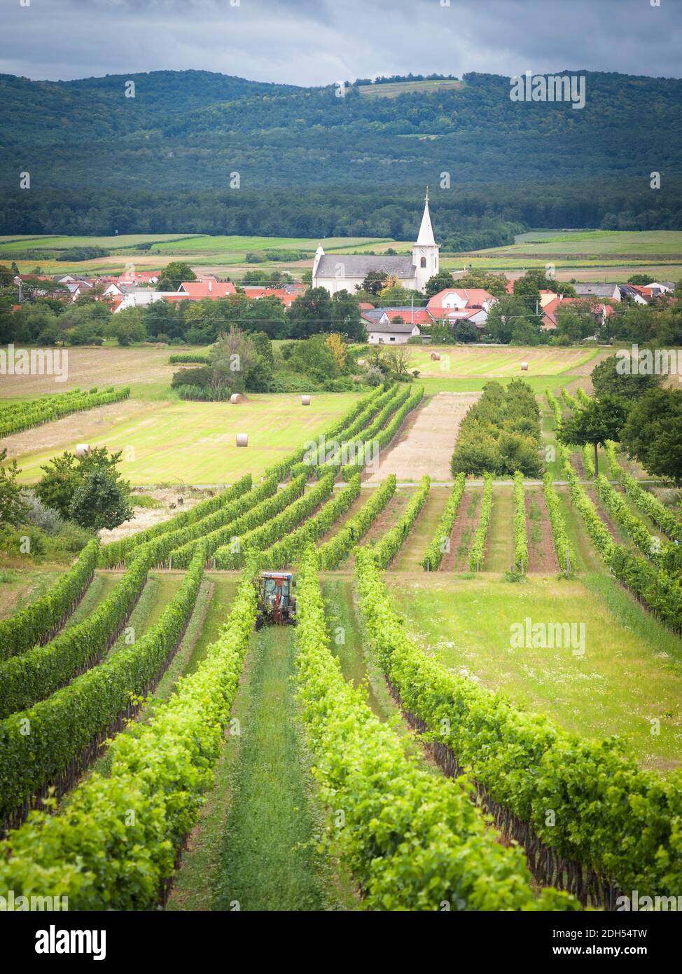 Landwirt arbeitet einen Traktor in den Weinbergen im Burgenland Stockfoto