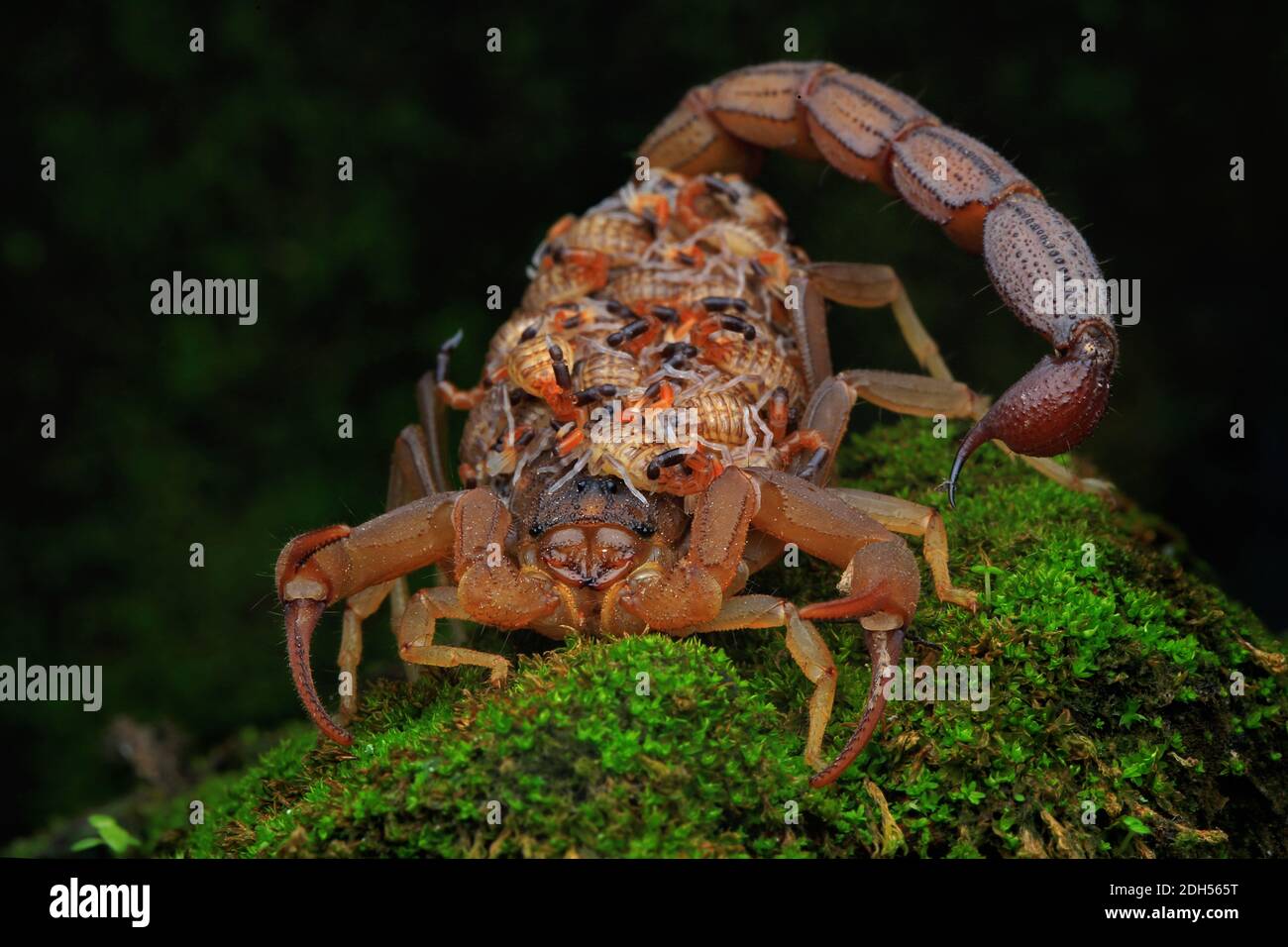 Eine Skorpionmutter (Hottotta hottotta) hält ihre Babys in der Hand. Stockfoto