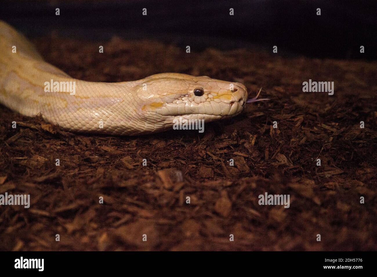 Albino Burmesische Pythonschlange Python bivittatus gilt als invasive Art im südlichen Florida. Stockfoto