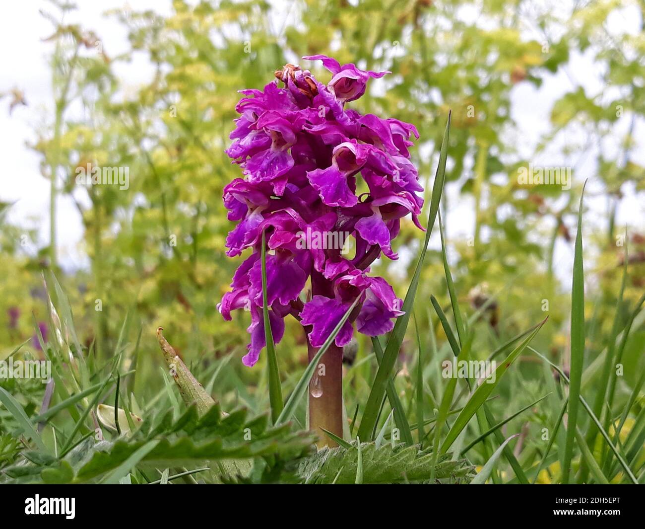 Nahaufnahme: Eine Frühe Purple Orchidee (Orchis Mascula). Dieses Beispiel einer frühen Purple Orchid wurde im Walls Hill Park, Babbacombe, Devon fotografiert. Stockfoto