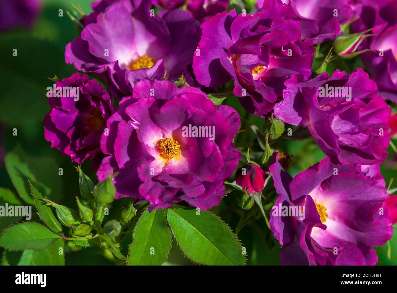 Phapsody in blauer Sorte, purpurrote Strauchrose von Cowlishaw, 2003. Duftende, halbdoppelte Blüten von tiefem Purpur-Magenta, die zu Schiefer-Malve verblassen. Buschige shr Stockfoto