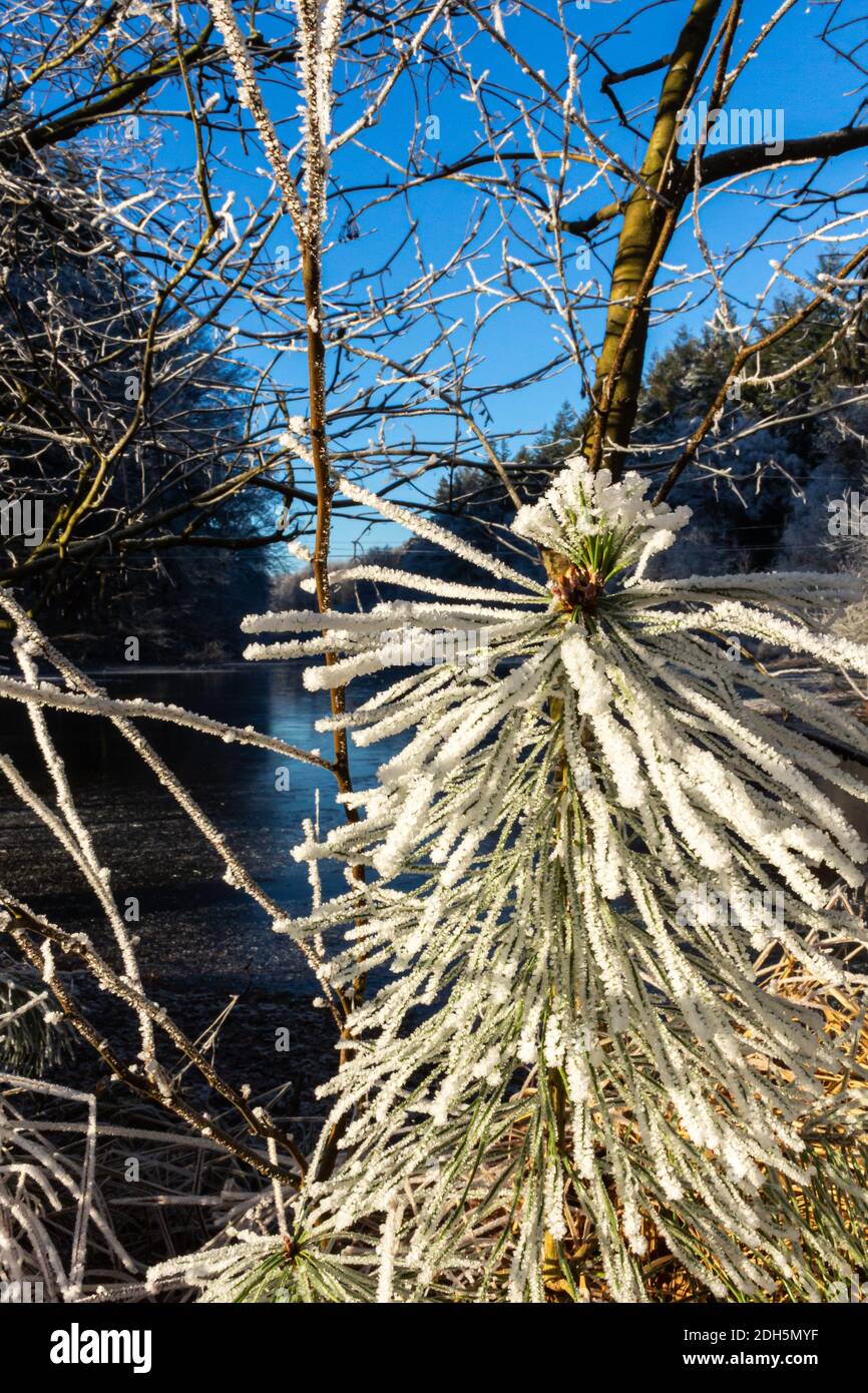 Übergang der schönen Natur vom Herbst zum Winter im Norden Deutschland Stockfoto