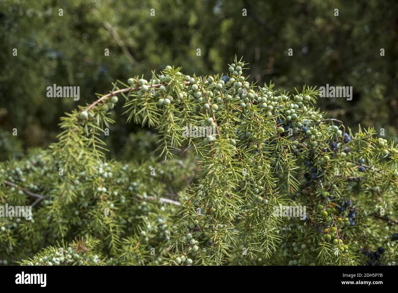 Gemeine Wacholder (Juniperus Communis) Stockfoto