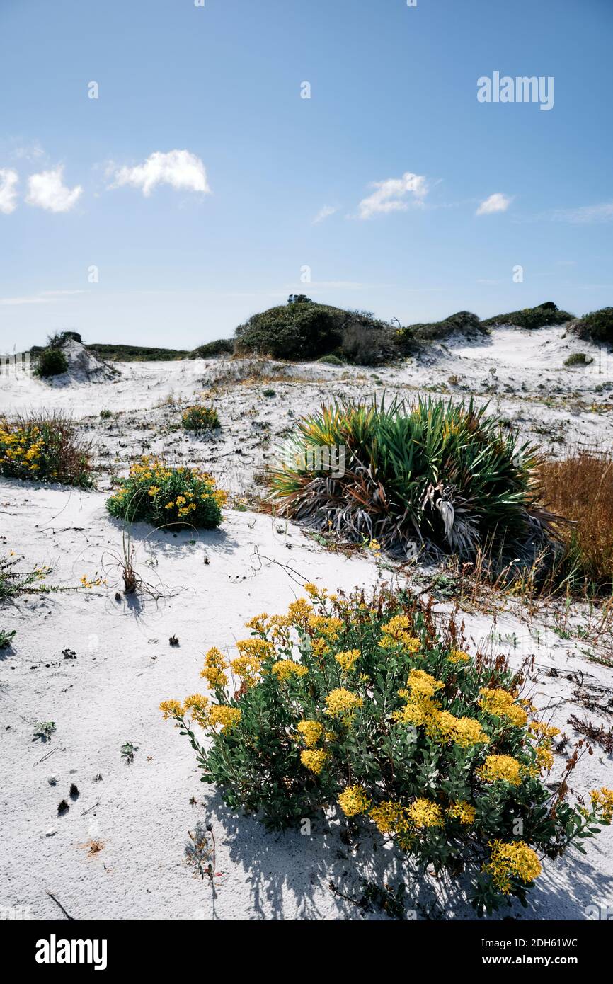 Einheimische Pflanzen und natürliche Lebensräume in den Küstensanddünen entlang der Florida Panhandle oder Golfküste. Stockfoto