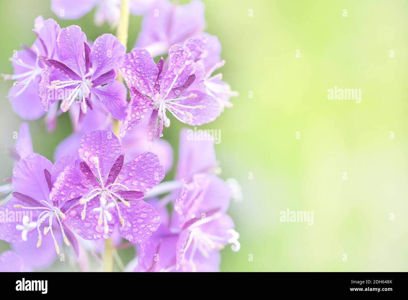 Lila Feuerweed Blumen Nahaufnahme auf einem unscharfen Hintergrund Stockfoto