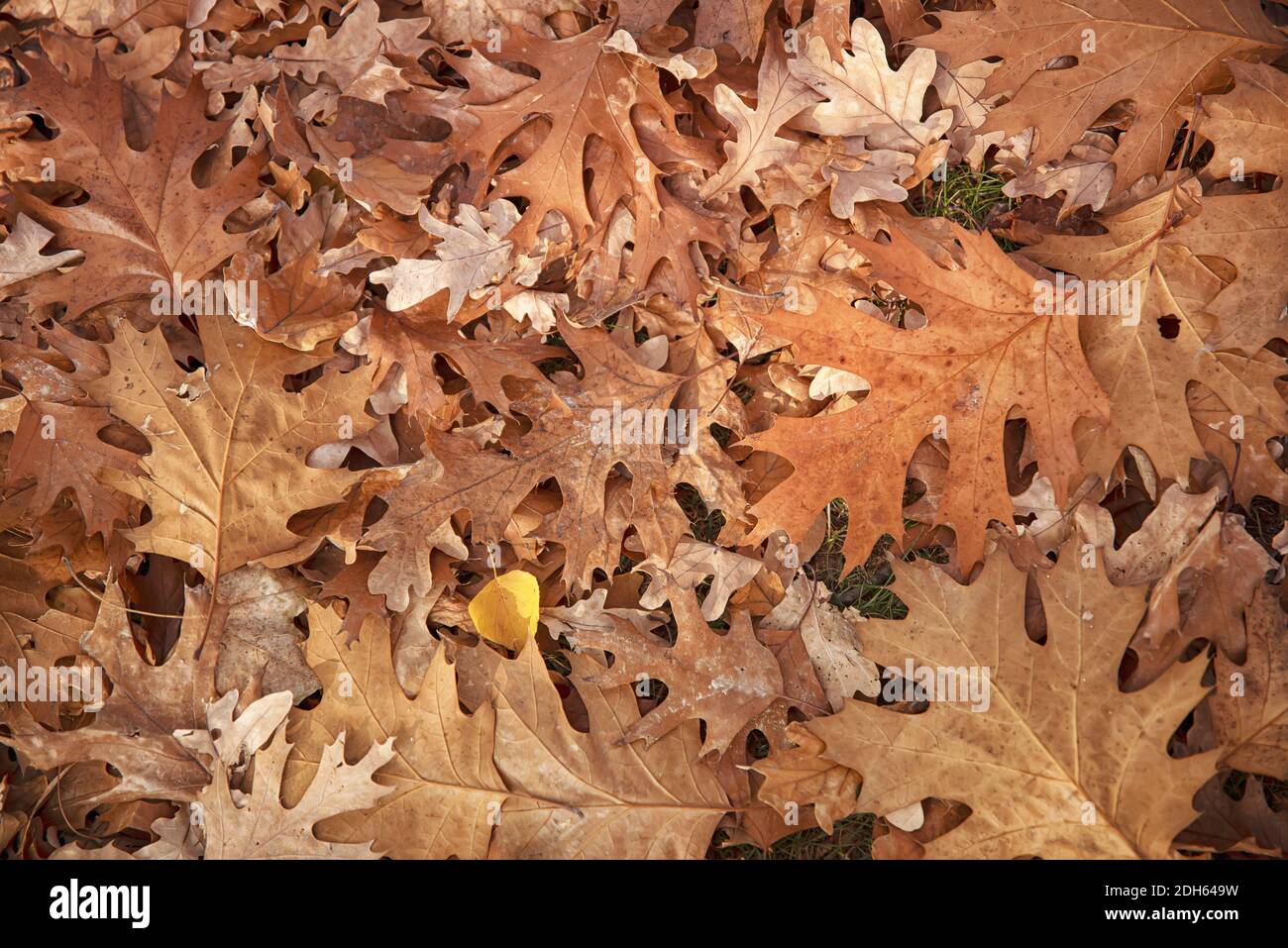 Herbsteiche Blätter Hintergrund Oberfläche unter den Füßen Stockfoto