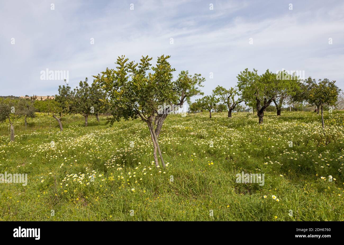 Blumenwiese mit Mandelbäumen und Steineichen Stockfoto