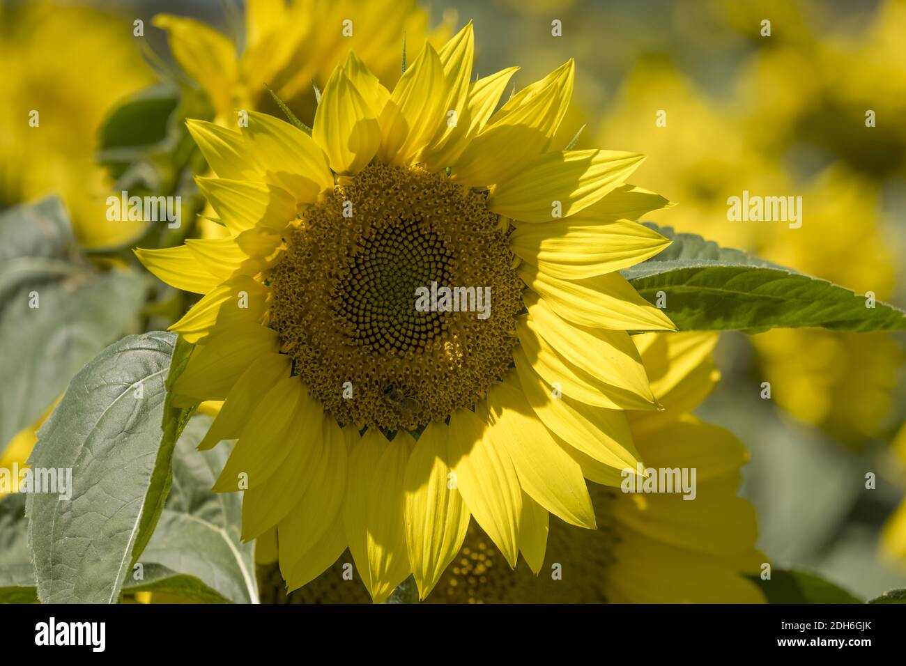 Sonnenblume (Helianthus Annuus) Stockfoto