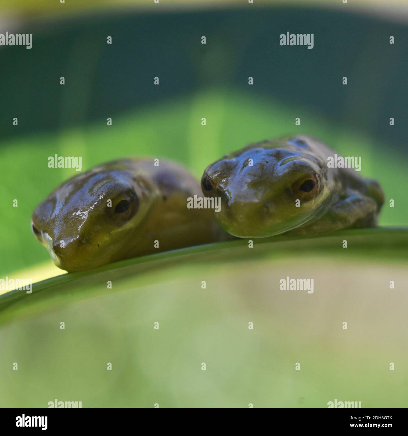 Zwei Froschfreunde zusammen in einem Blatt Stockfoto