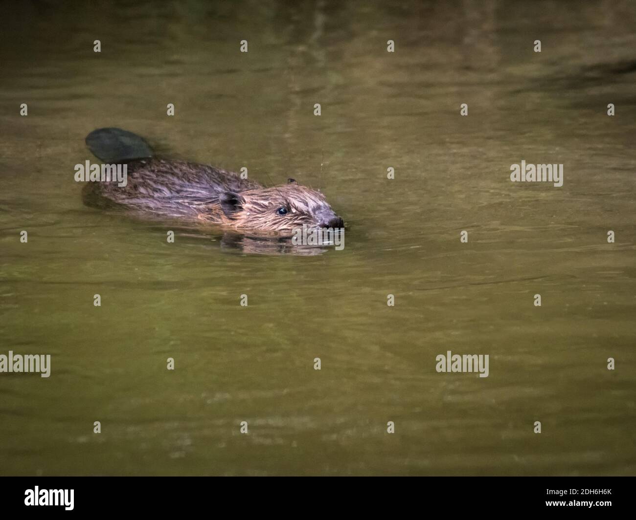 Biber schwimmen in einem Fluss namens Wulka im Burgenland Stockfoto