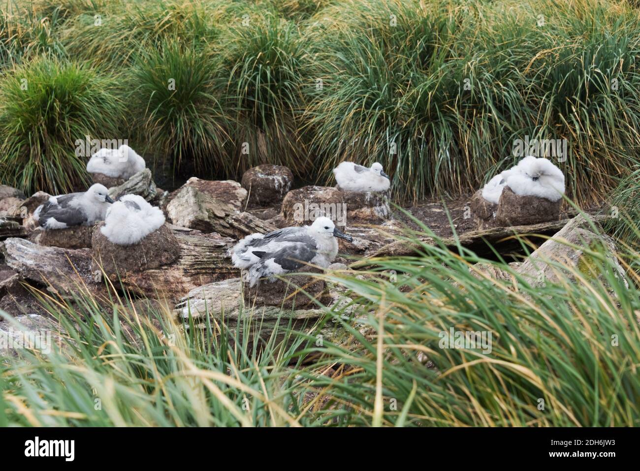 Schwarzbrauen-Albatross (T. m. melanophris) Küken auf Nest sitzen, West Point, Falkland-Inseln Stockfoto