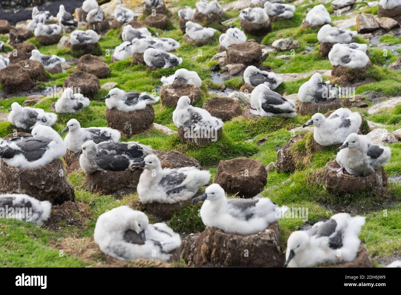 Schwarzbrauenalbatros (T. m. melanophris) Kolonie, Küken sitzen auf Nest, Saunders Island, Falkland Islands Stockfoto