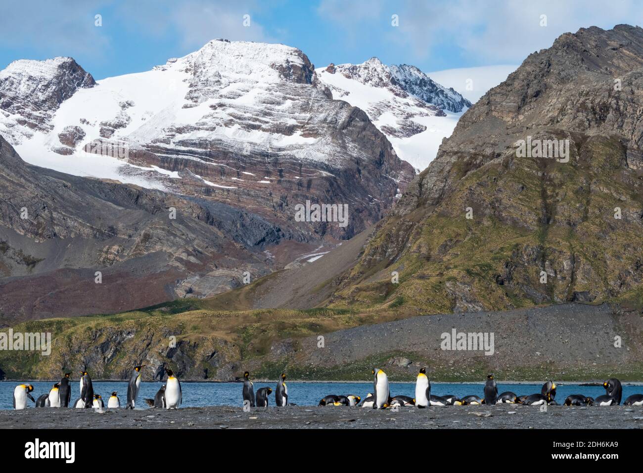 Königspinguine am Strand, Gold Harbor, Südgeorgien, Antarktis Stockfoto