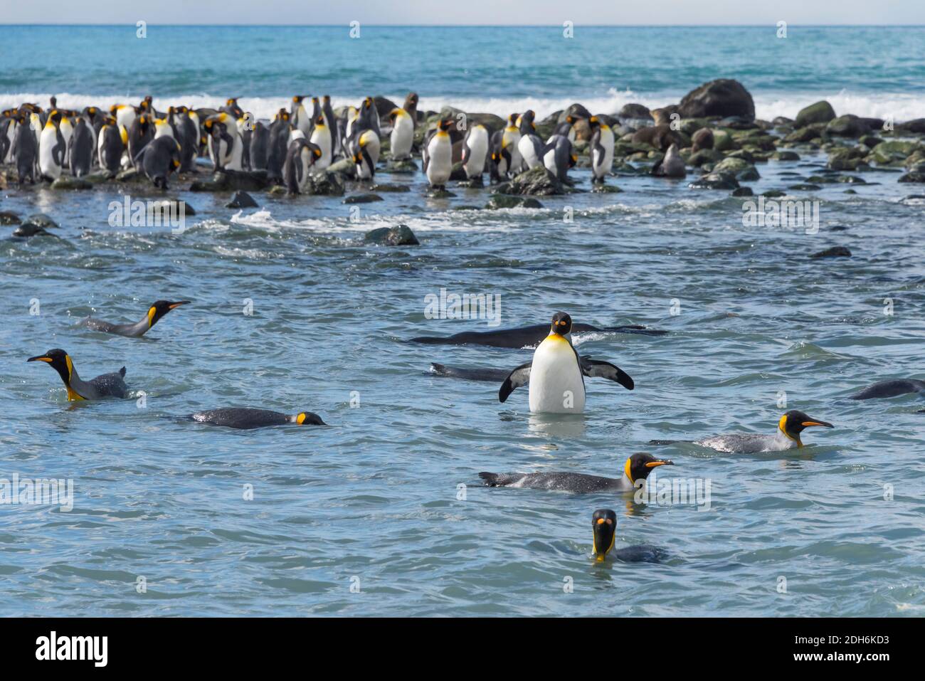 Königspinguine schwimmen im Meer, Gold Harbor, Südgeorgien, Antarktis Stockfoto