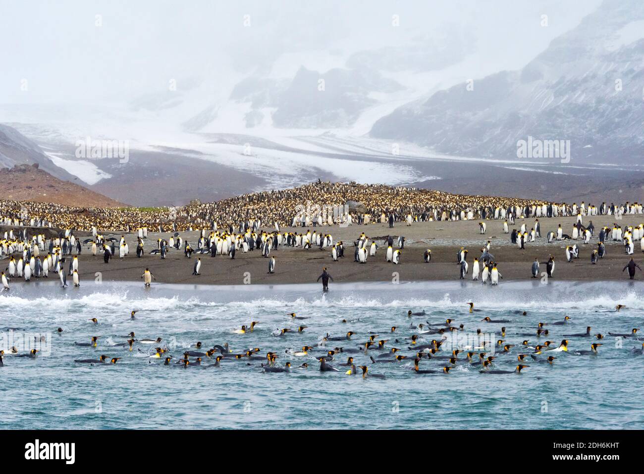 Königspinguine am Strand, St. Andrews Bay, South Georgia Island Stockfoto