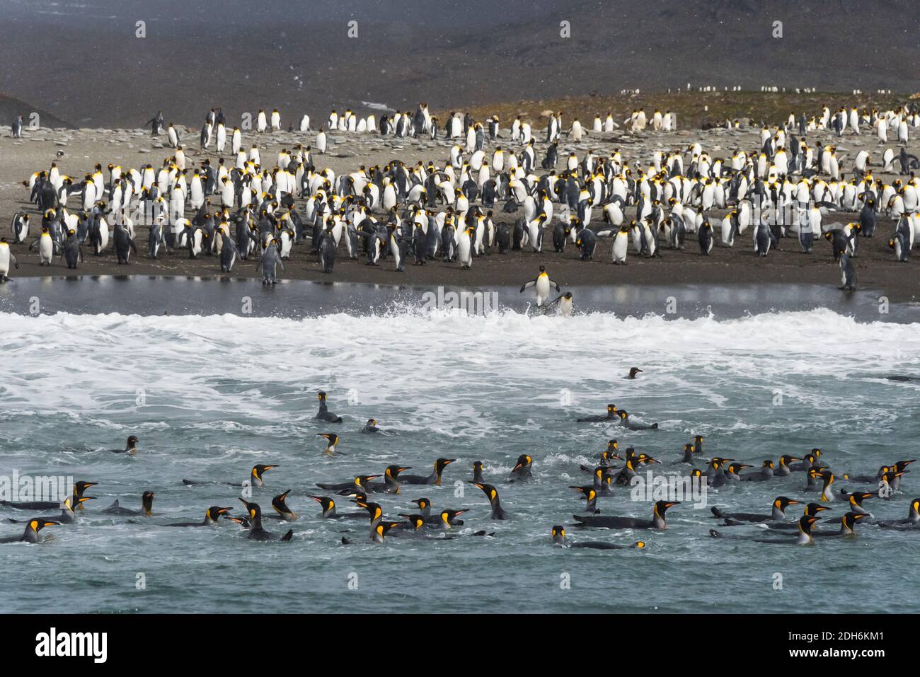 Königspinguine am Strand, St. Andrews Bay, Südgeorgien, Antarktis Stockfoto