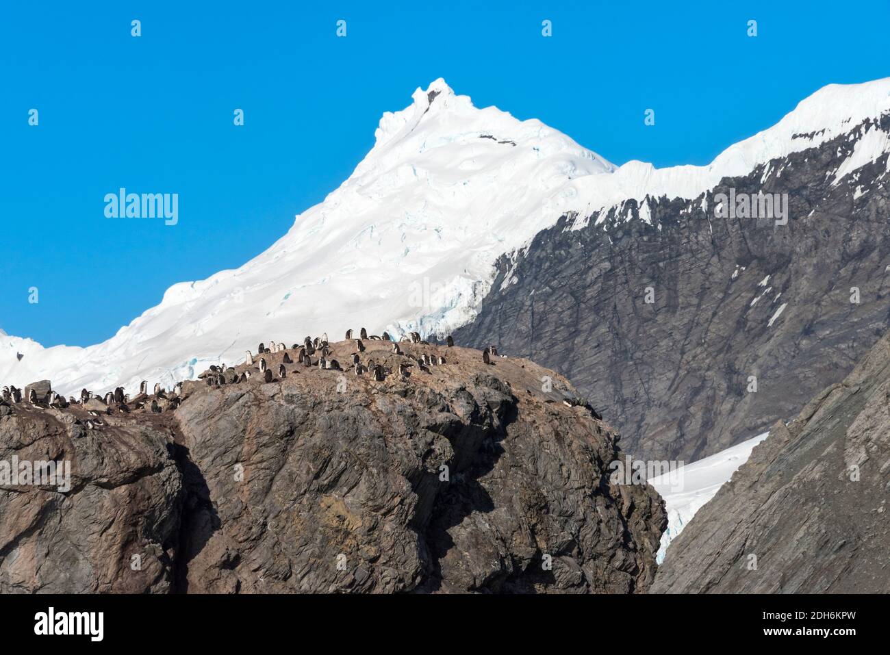 Pinguine auf der Insel, Point Wild, Elephant Island, Antarktis Stockfoto