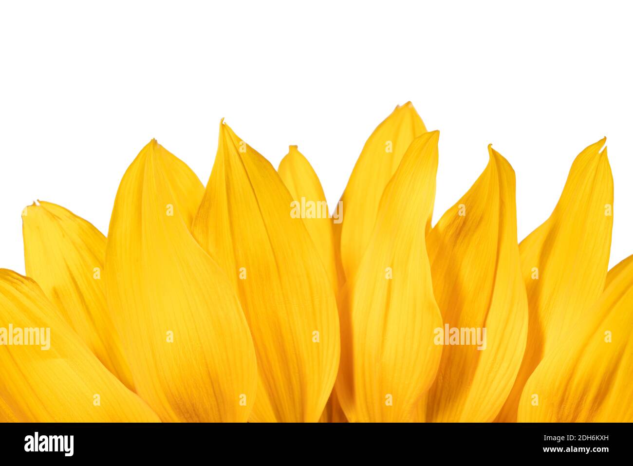 Rand der gelben Sonnenblumenblätter isoliert auf einem weißen Hintergrund. Stockfoto