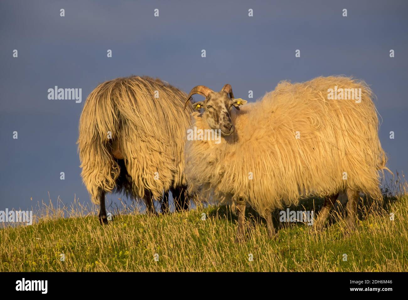 Schafe (Ovis) im Abendlicht, Helgoland Stockfoto