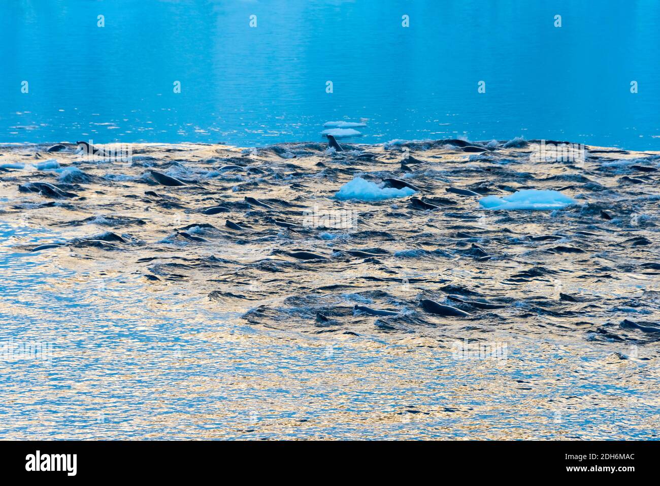Seehunde schwimmen im Südatlantik, Antarktis Stockfoto