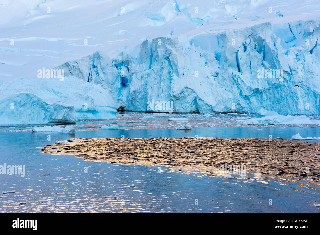 Robben schwimmen in der Nähe eines Eisbergs im Südatlantik, Antarktis Stockfoto