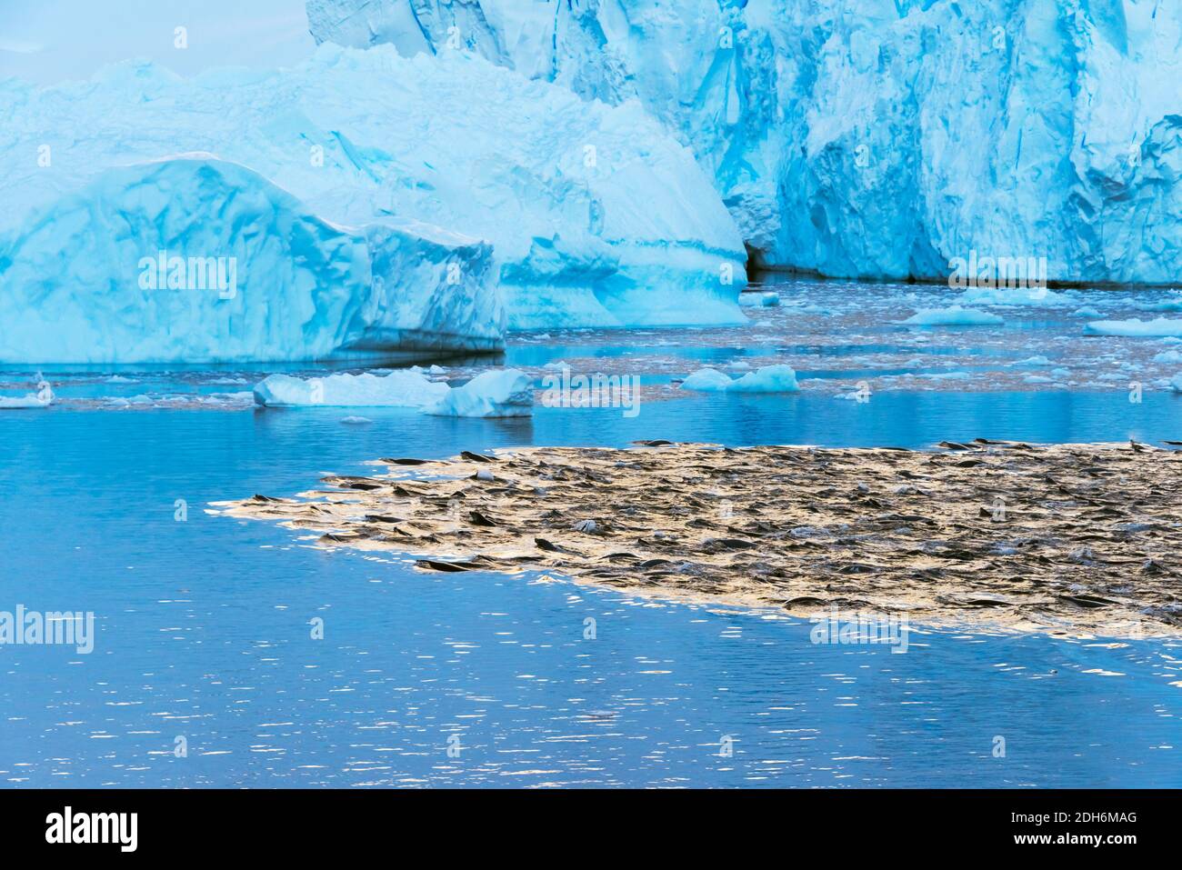 Robben schwimmen in der Nähe eines Eisbergs im Südatlantik, Antarktis Stockfoto