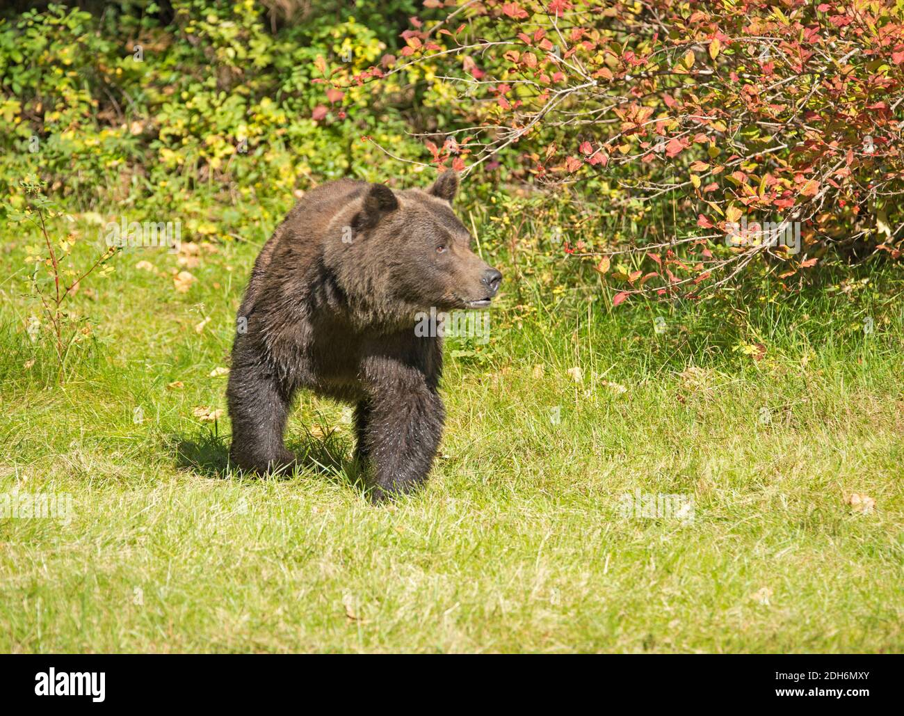 Weiblich Stockfoto