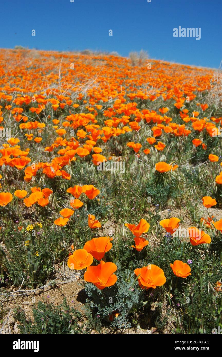 Kalifornische Mohnblumen (Eschschscholzia californica) Stockfoto