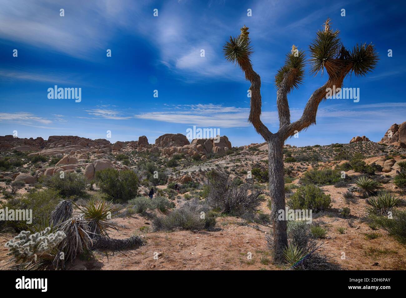 Joshua Tree (Yucca brevifolia) im Joshua Tree National Park Stockfoto